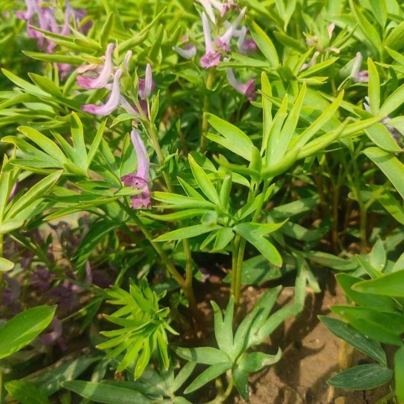 东北野生延胡索中草药植物玄胡索元胡索种球庭院阳台盆栽地栽