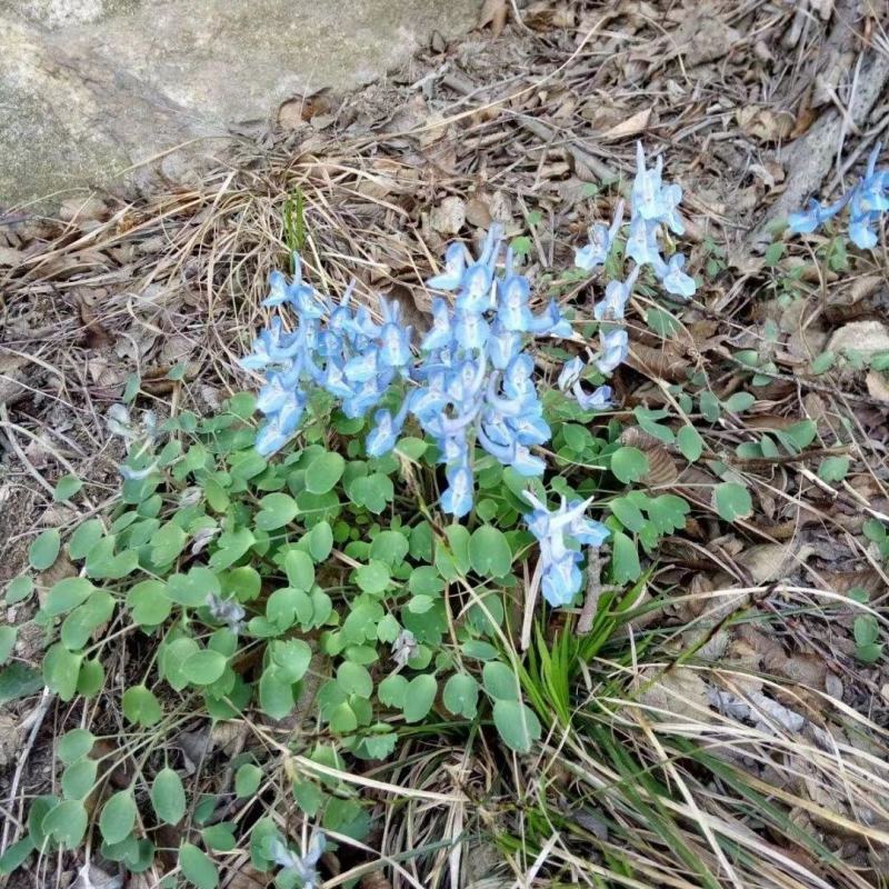 东北野生延胡索中草药植物玄胡索元胡索种球庭院阳台盆栽地栽