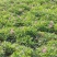 东北野生延胡索中草药植物玄胡索元胡索种球庭院阳台盆栽地栽
