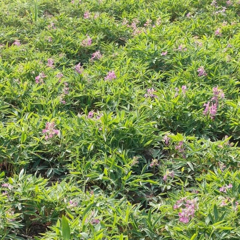 东北野生延胡索中草药植物玄胡索元胡索种球庭院阳台盆栽地栽