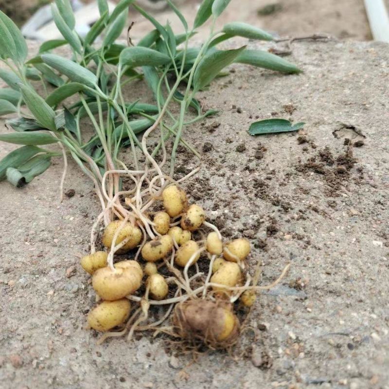 东北野生延胡索中草药植物玄胡索元胡索种球庭院阳台盆栽地栽