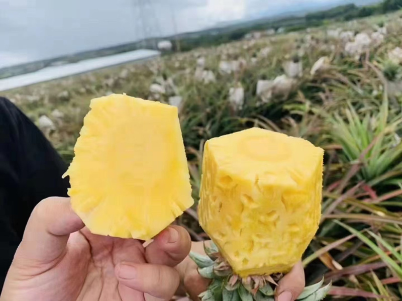 海南金钻，香水，手撕凤梨上市，基地直发，品质保证！