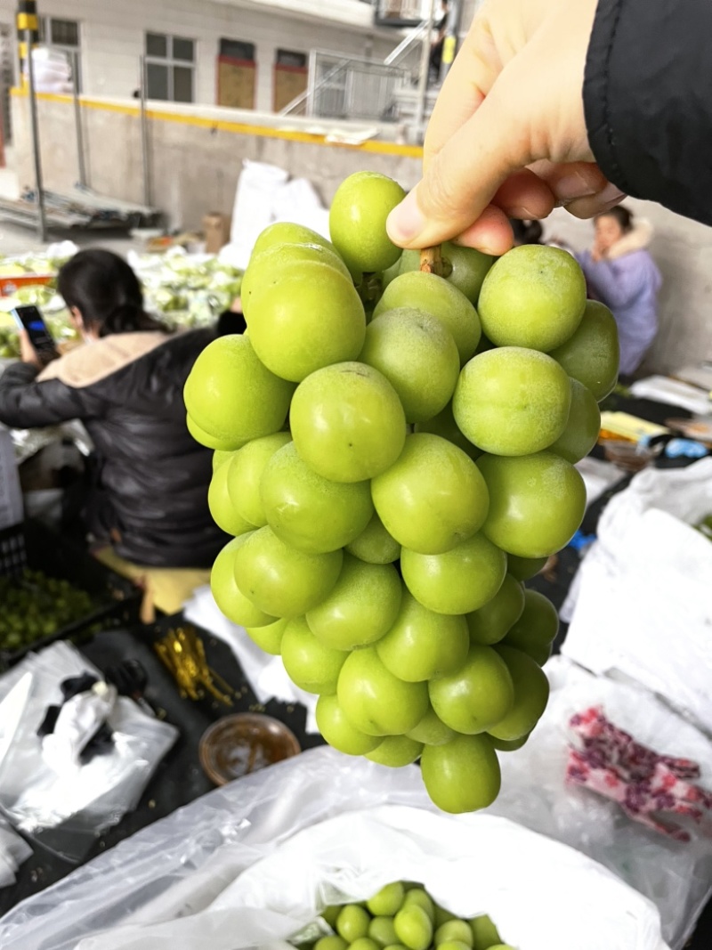 陕西阳光玫瑰批发价格