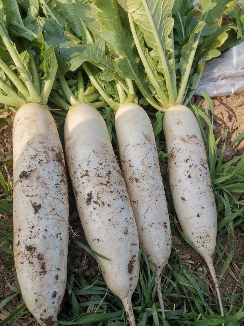 【推荐】白萝卜芥菜疙瘩工厂品质基地直供量大从优欢迎咨询
