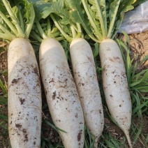 【推荐】白萝卜芥菜疙瘩工厂品质基地直供量大从优欢迎咨询