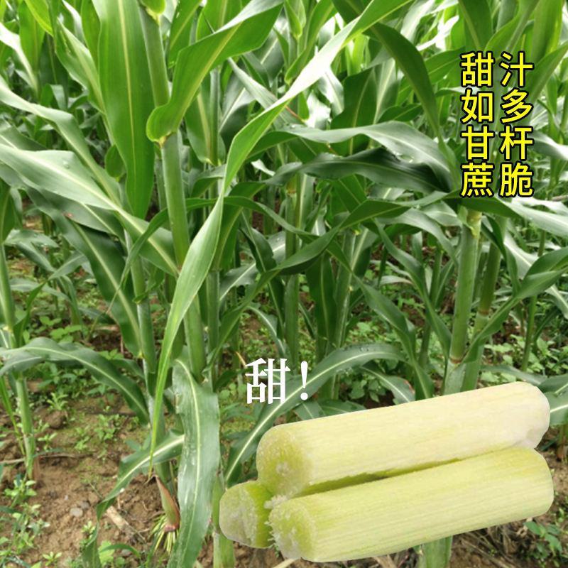 高糖甜杆种子甜高粱芦栗甜秫秸糖高粱种子脆甜多汁