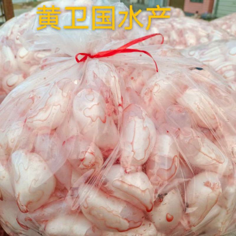 新鲜鱼籽:鱼蛋:鱼泡:鱼白:产地直发一手货源