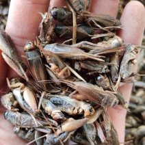 蟋蟀，中药材蟋蟀，产地直发，量大从优，欢迎采购