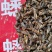 蟋蟀，中药材蟋蟀，产地直发，量大从优，欢迎采购