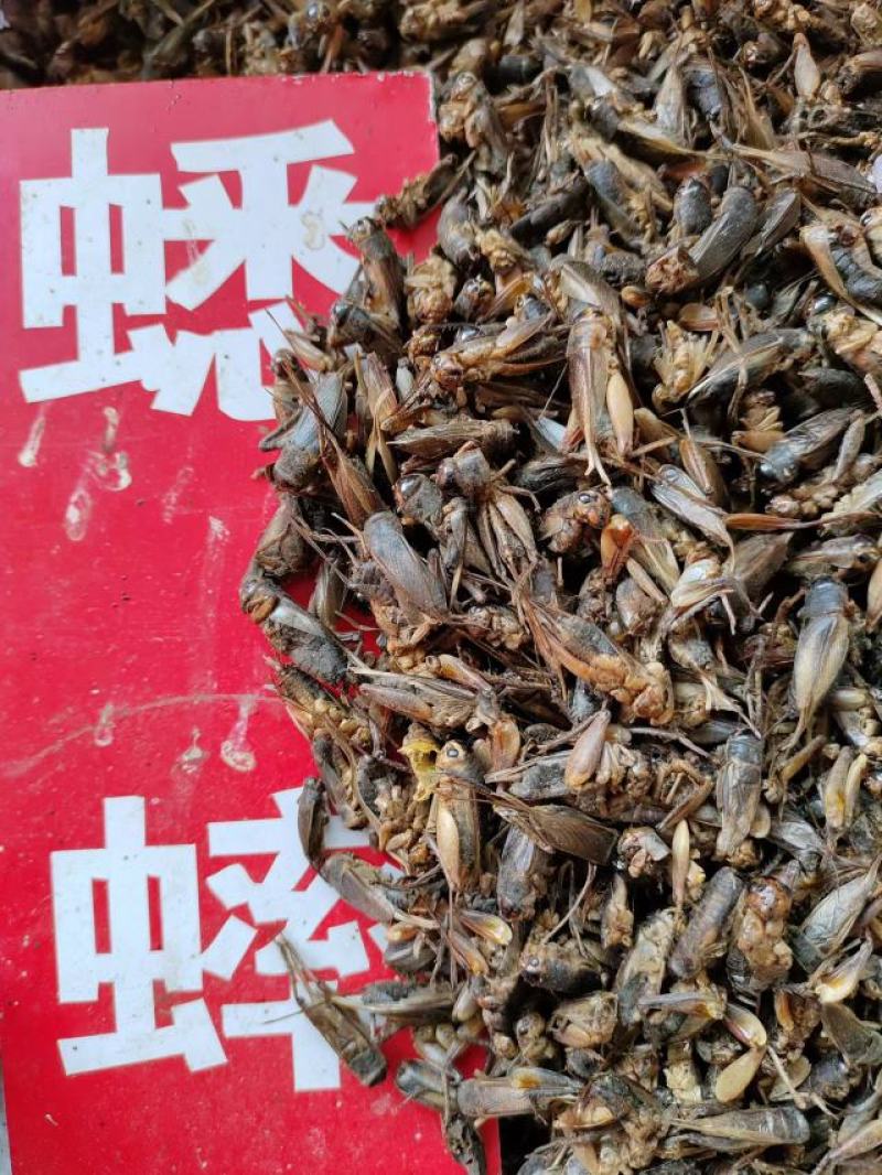 蟋蟀，中药材蟋蟀，产地直发，量大从优，欢迎采购