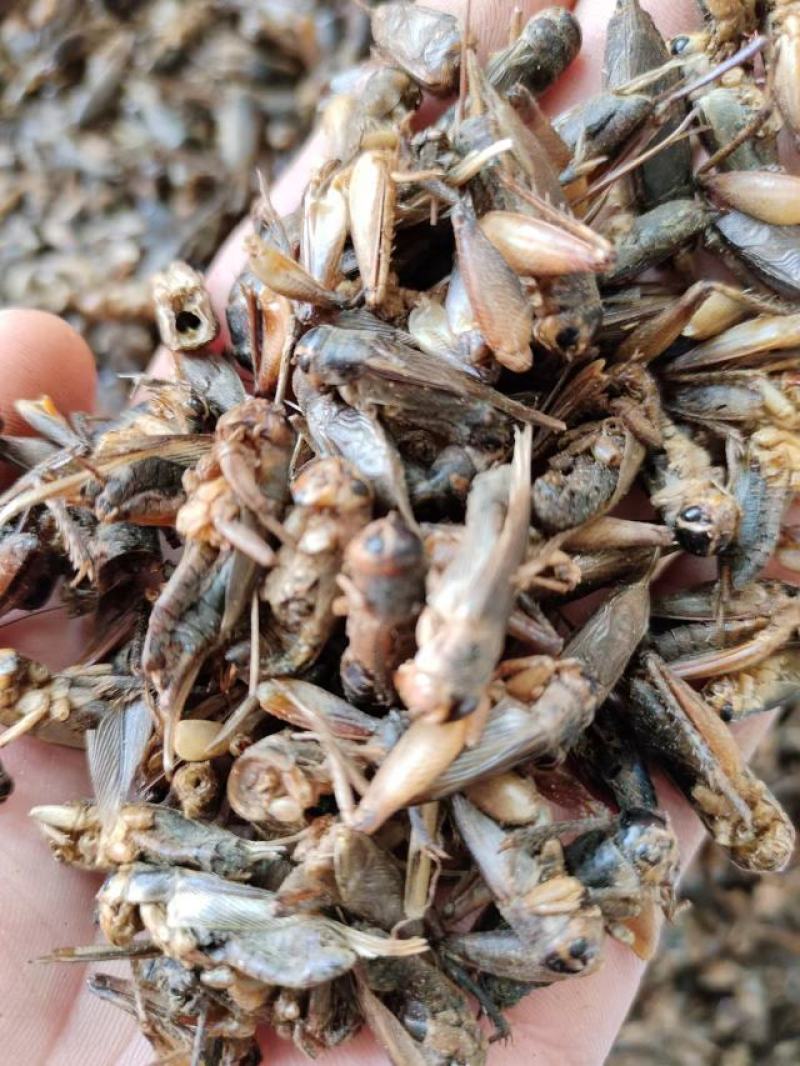 蟋蟀，中药材蟋蟀，产地直发，量大从优，欢迎采购