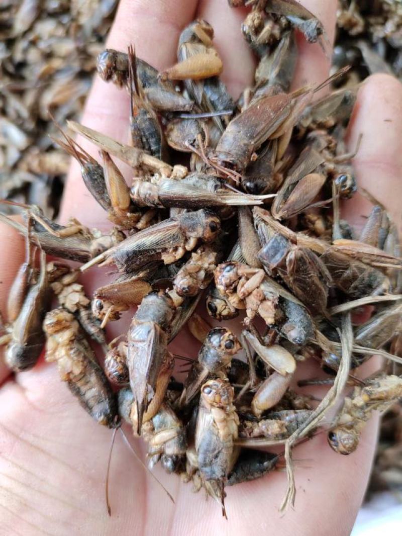 蟋蟀，中药材蟋蟀，产地直发，量大从优，欢迎采购