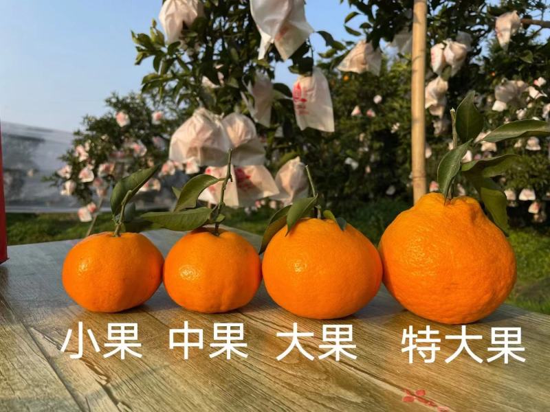 四川爱媛果冻橙新鲜水果，社区电商供应链包邮一件代发