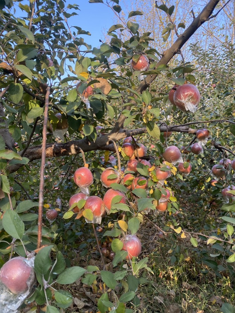 红富士苹果