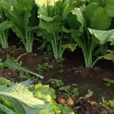 青菜