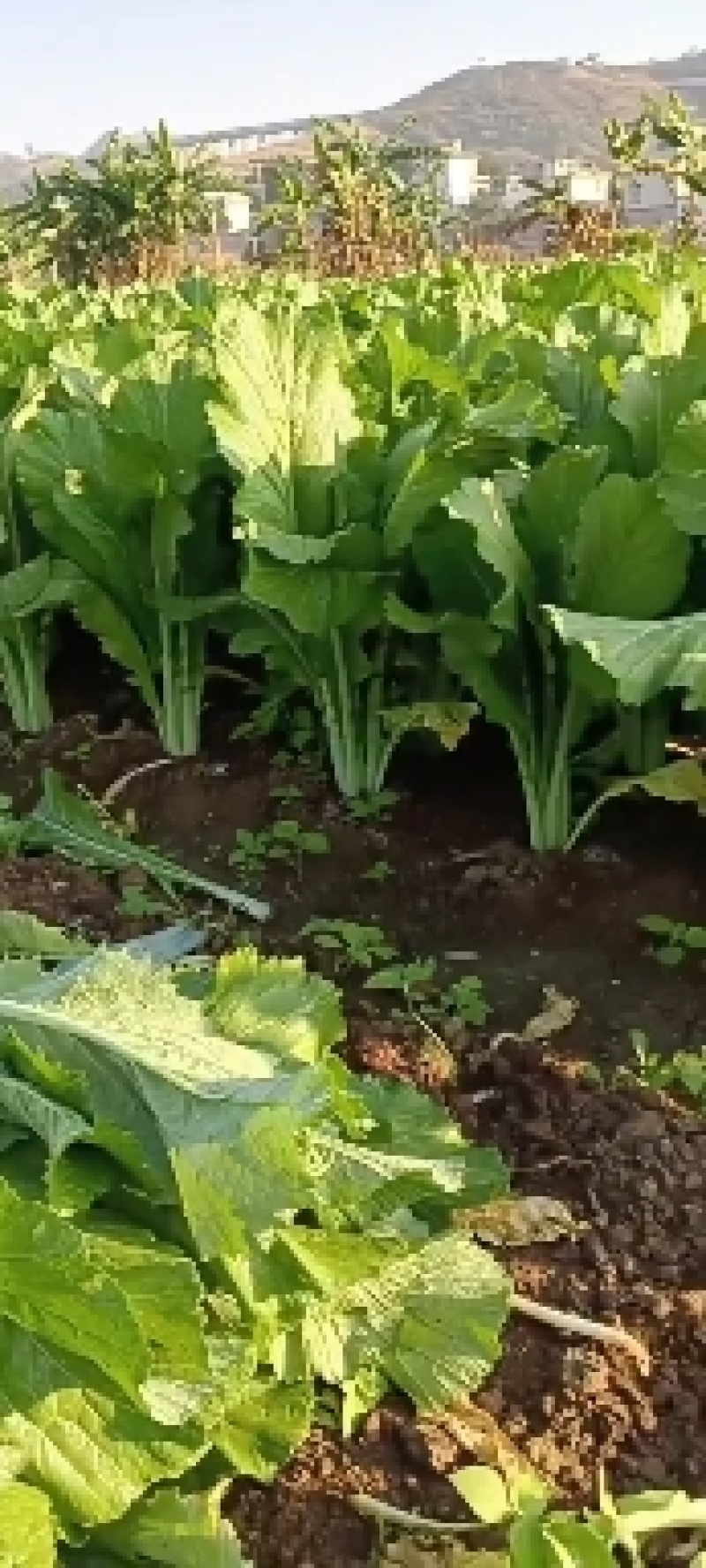 青菜