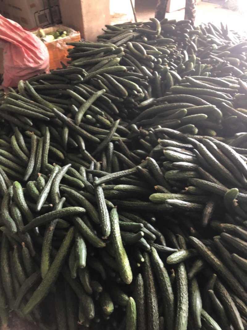 福建密刺黄瓜，大量上市，青肉，细条，价格便宜，欢迎下单