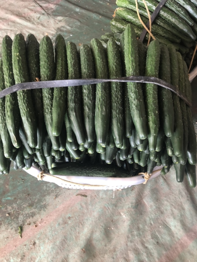 福建密刺黄瓜，大量上市，青肉，细条，价格便宜，欢迎下单