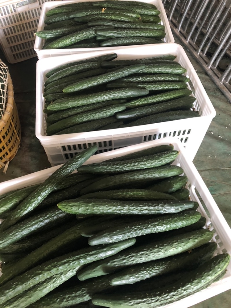 福建密刺黄瓜，大量上市，青肉，细条，价格便宜，欢迎下单