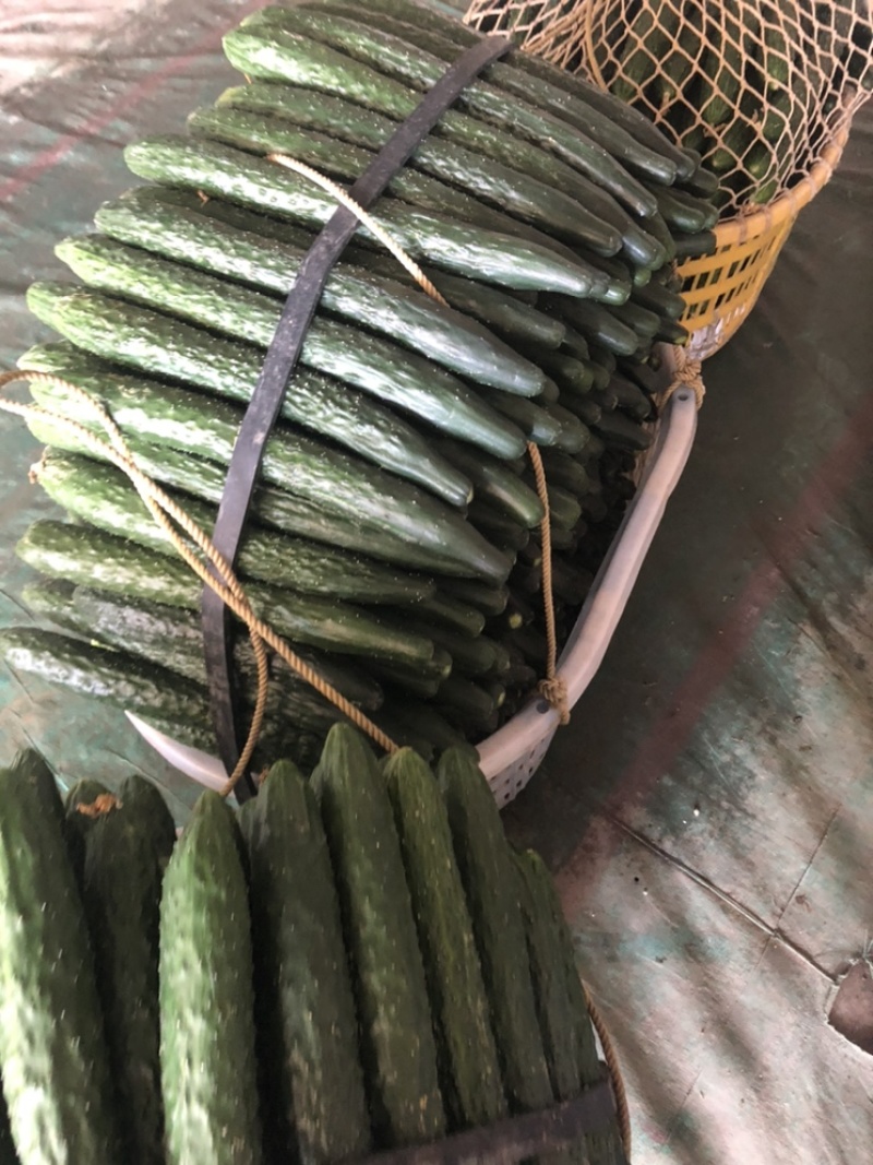 福建密刺黄瓜，大量上市，青肉，细条，价格便宜，欢迎下单