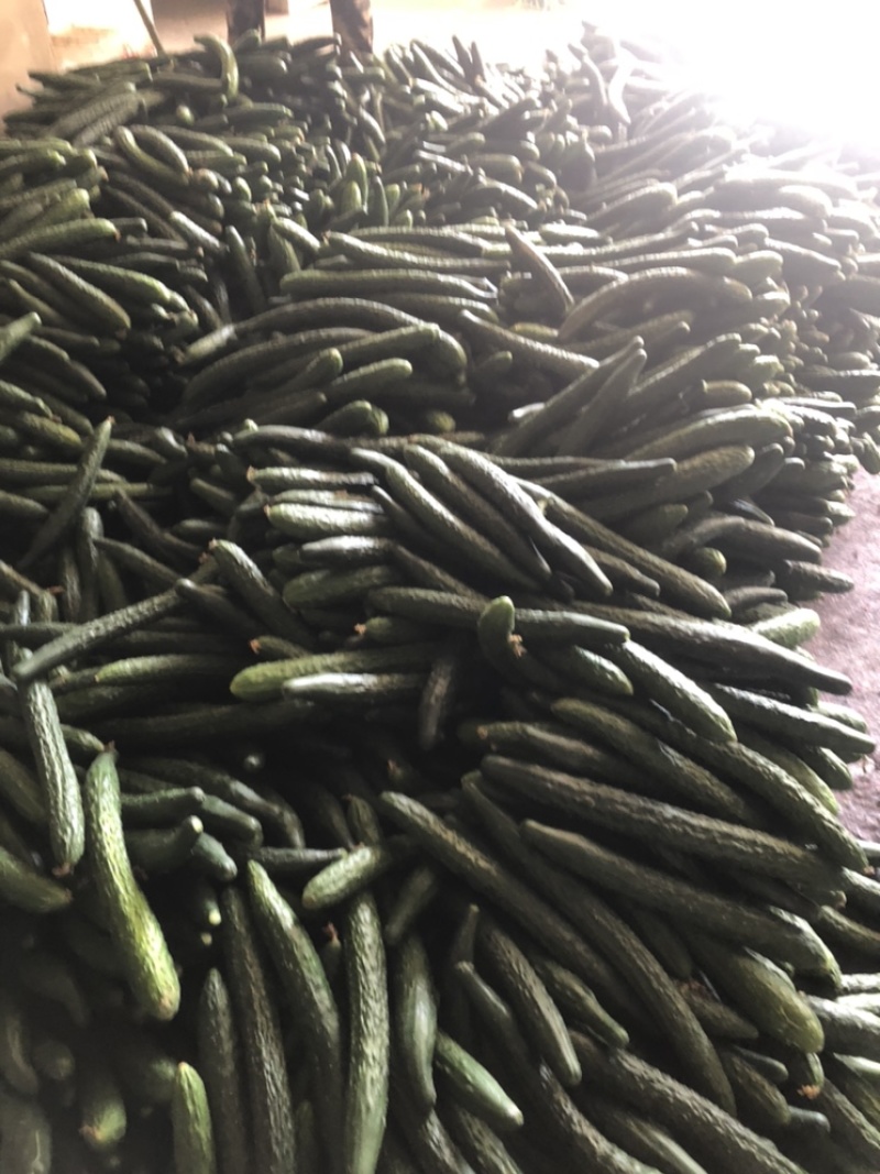 福建密刺黄瓜，大量上市，青肉，细条，价格便宜，欢迎下单