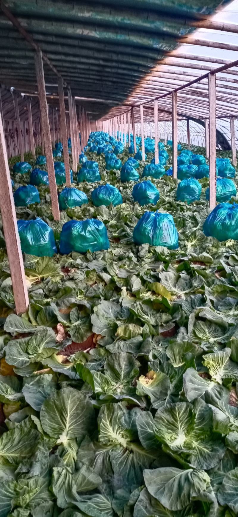 大棚甘蓝大量上市有需要甘蓝的老板欢迎咨询