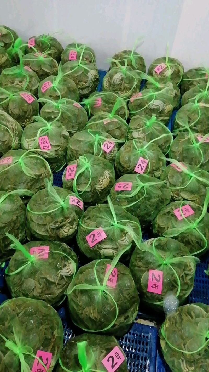 江苏大闸蟹肉质饱满青壳白肚一手货源产地直发鲜活兴化河蟹