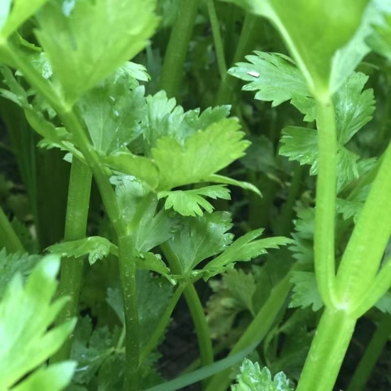精品河北邯郸芹菜，西芹大量上市，全国供货，欢迎来电