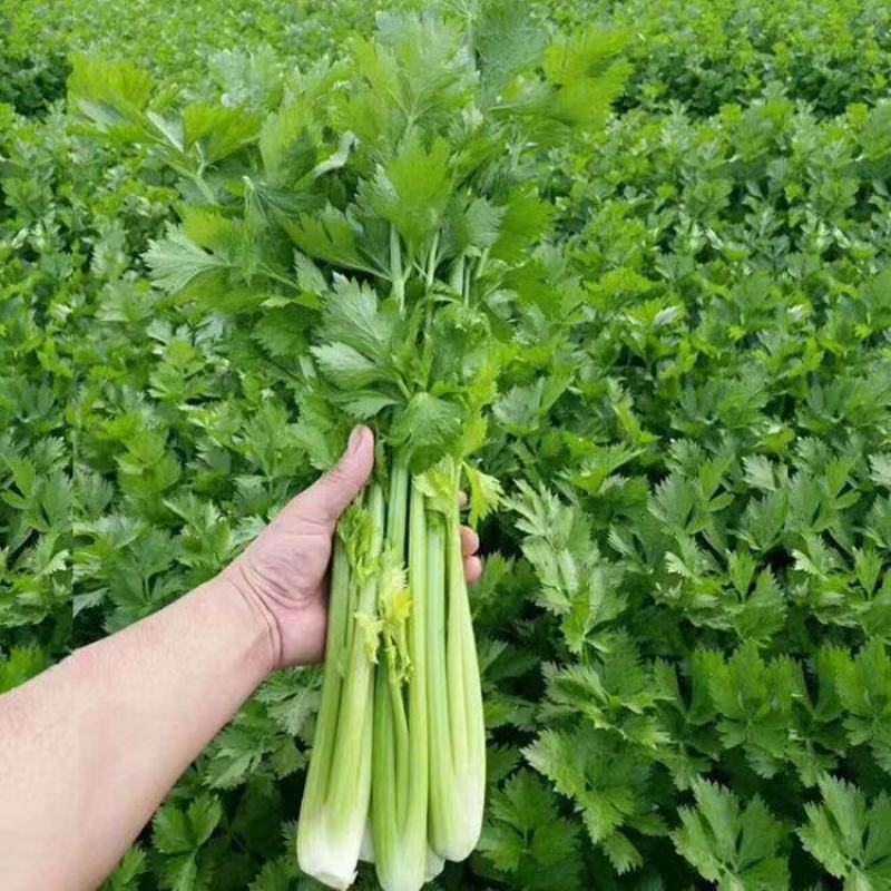 精品河北邯郸芹菜，西芹大量上市，全国供货，欢迎来电
