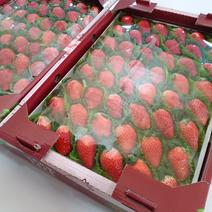 山东济南平章姬草莓甜宝草莓以成熟，欢迎各渠道洽谈合作！