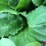 精品小白菜，大量供应，产地货源，全国供货价格美丽