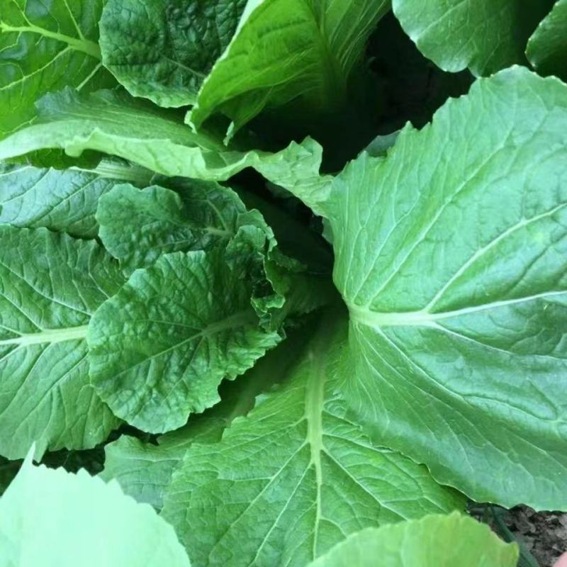 精品小白菜，大量供应，产地货源，全国供货价格美丽