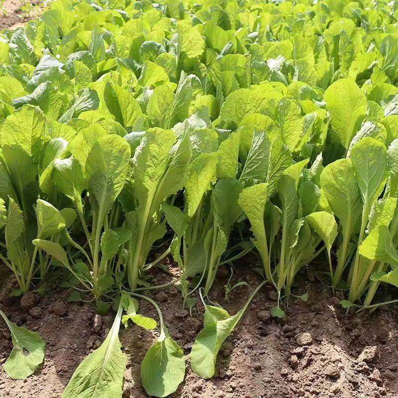 精品小白菜，大量供应，产地货源，全国供货价格美丽