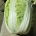 【精品】黄心白菜大白菜大量上市周期长品质好无烧心烂心菜！