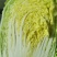【精品】黄心白菜大白菜大量上市周期长品质好无烧心烂心菜！