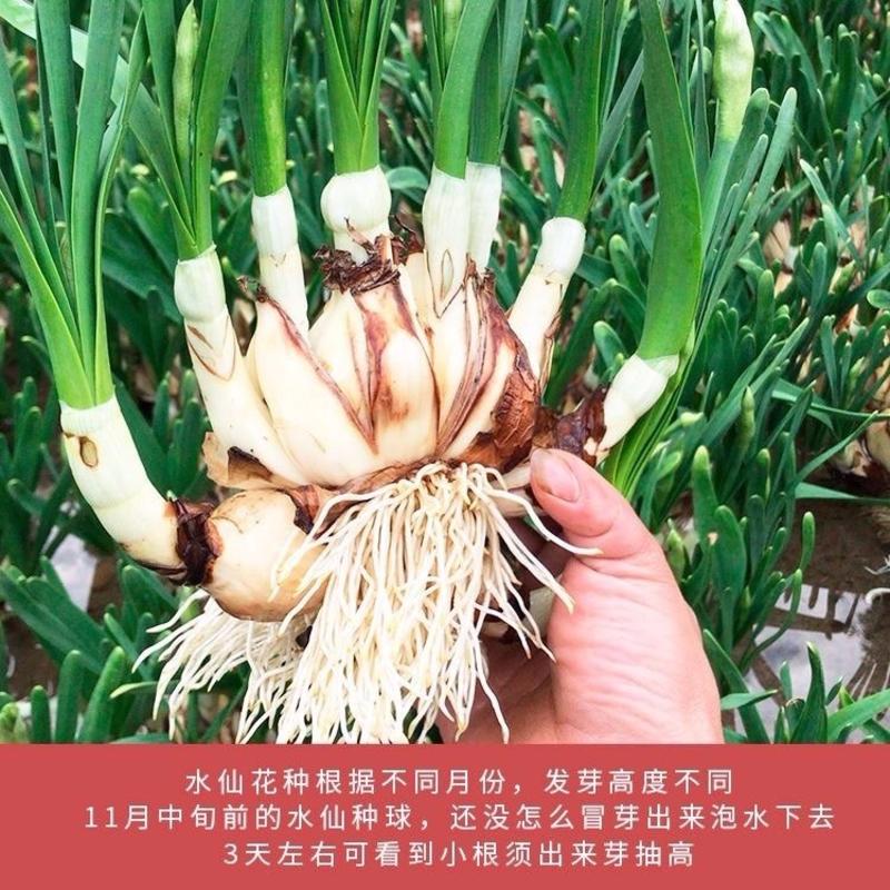 正宗漳州水仙花18-20cm