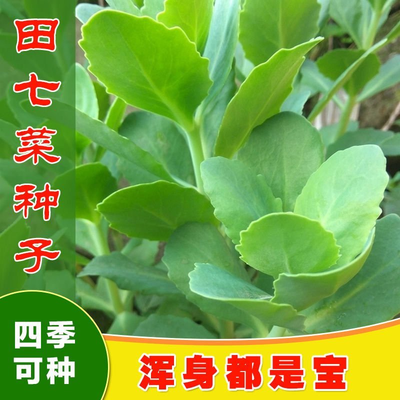田七菜种子田七菜可食用三七菜食用特色野菜保健菜