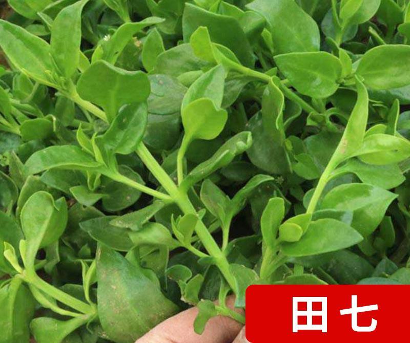田七菜种子田七菜可食用三七菜食用特色野菜保健菜