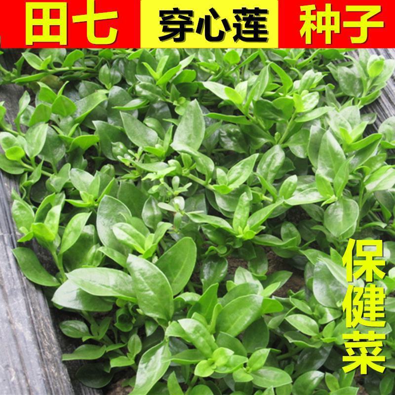田七菜种子田七菜可食用三七菜食用特色野菜保健菜