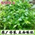 田七菜种子田七菜可食用三七菜食用特色野菜保健菜