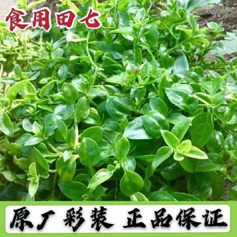 田七菜种子田七菜可食用三七菜食用特色野菜保健菜