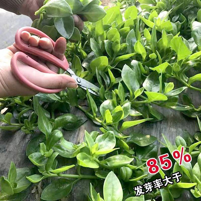 田七菜种子田七菜可食用三七菜食用特色野菜保健菜