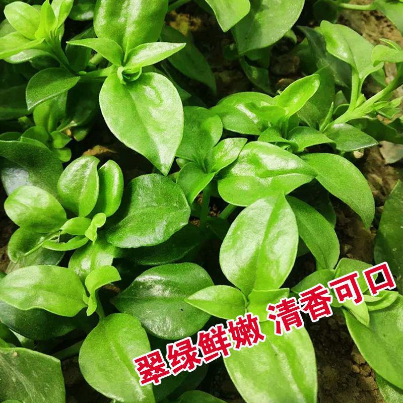 田七菜种子田七菜可食用三七菜食用特色野菜保健菜