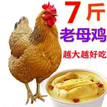 包邮【800天】老母鸡两年老公鸡农家散养土鸡新鲜宰杀鸡