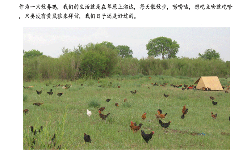 【800天】老母鸡两年老公鸡大公鸡农家散养土鸡新鲜宰杀鸡