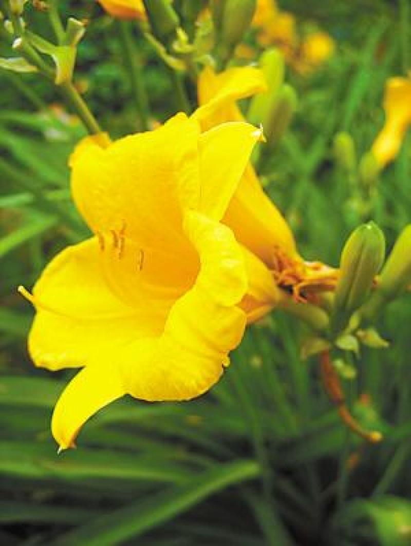 野生黄花菜种子耐热抗寒保健野菜金针菜阳台盆栽菜园种植