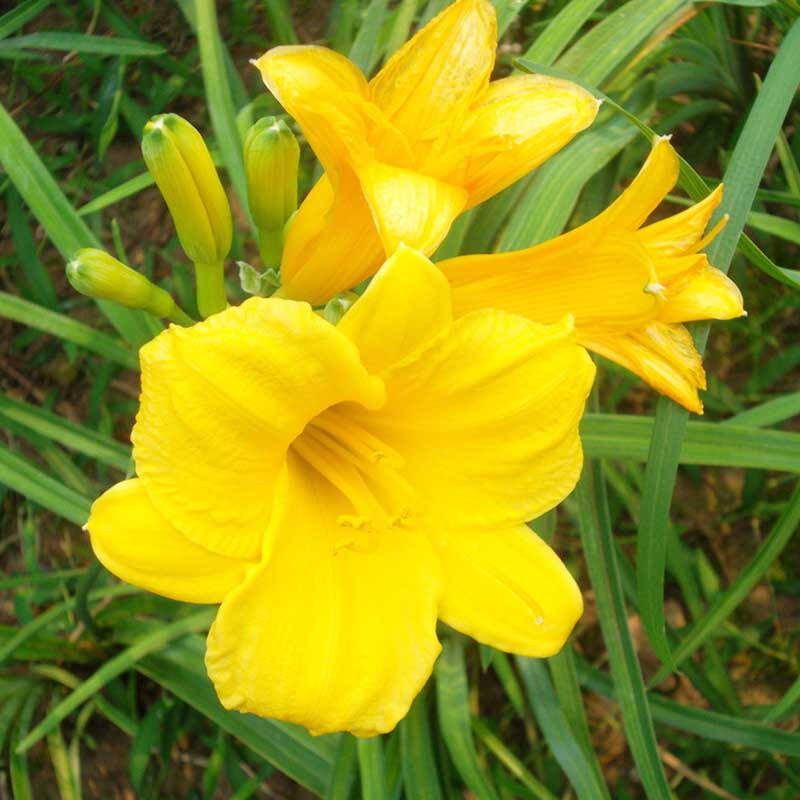 野生黄花菜种子耐热抗寒保健野菜金针菜阳台盆栽菜园种植