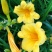 野生黄花菜种子耐热抗寒保健野菜金针菜阳台盆栽菜园种植
