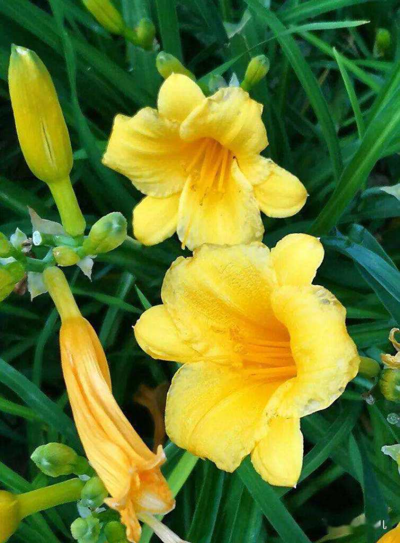 野生黄花菜种子耐热抗寒保健野菜金针菜阳台盆栽菜园种植