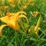 野生黄花菜种子耐热抗寒保健野菜金针菜阳台盆栽菜园种植